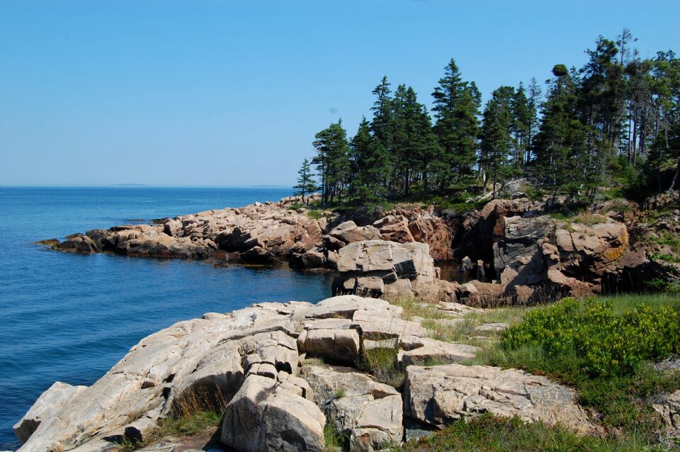 Sea fir maine