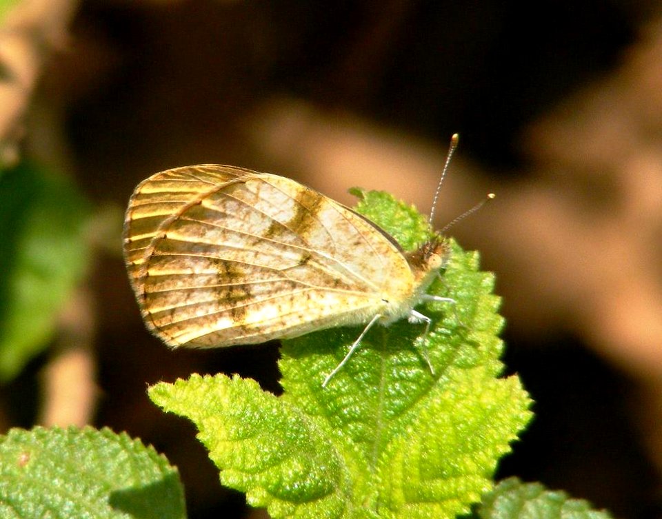 Plain Orange Tip Female
