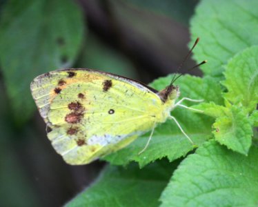 Ixias marianne Cramer, 1779 – White Orange-tip