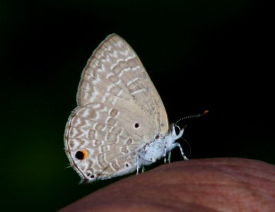 Pointed Ciliate Blue (Anthene lycaenina) photo