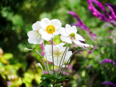 White blossom bloom photo