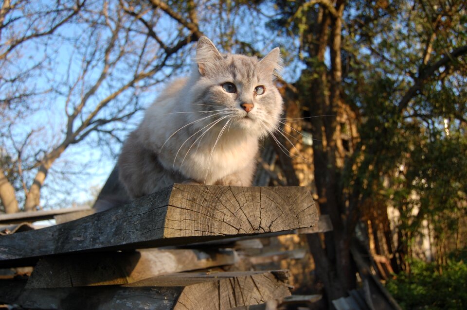 Spring cat looking cat and sky