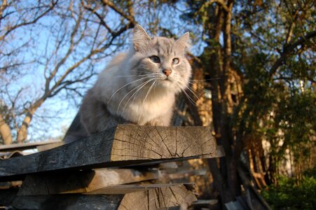 Spring cat looking cat and sky