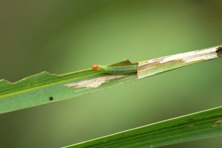 Suastus gremius (Fabricius, 1798) – Oriental Palm Bob