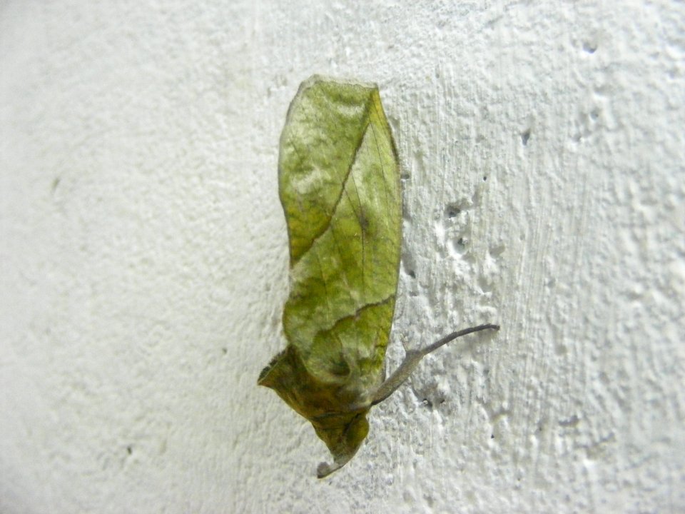 Eudocima sp. Noctuidae/Erebidae, Catocalinae