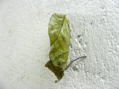 Eudocima sp. Noctuidae/Erebidae, Catocalinae