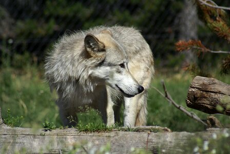 Wolf nature animal
