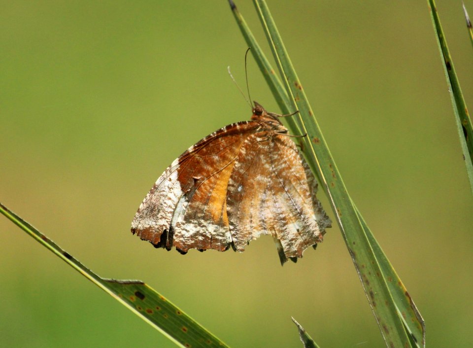 Elymnias caudata Butler, 1871 – Tailed Palmfly