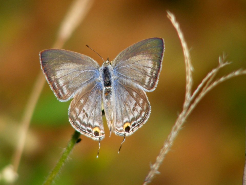 Forget-me-not   Catachrysops strabo