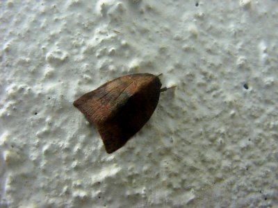 Calymera sp., Nolidae, Careinae