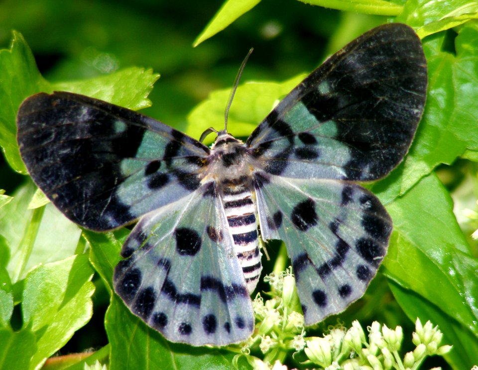 Blue Tiger Moth (False Tiger Moth) Dysphania percota.