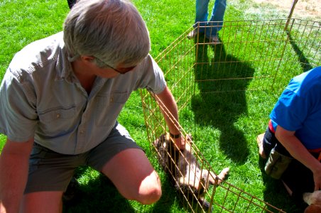 Pets in the Pines