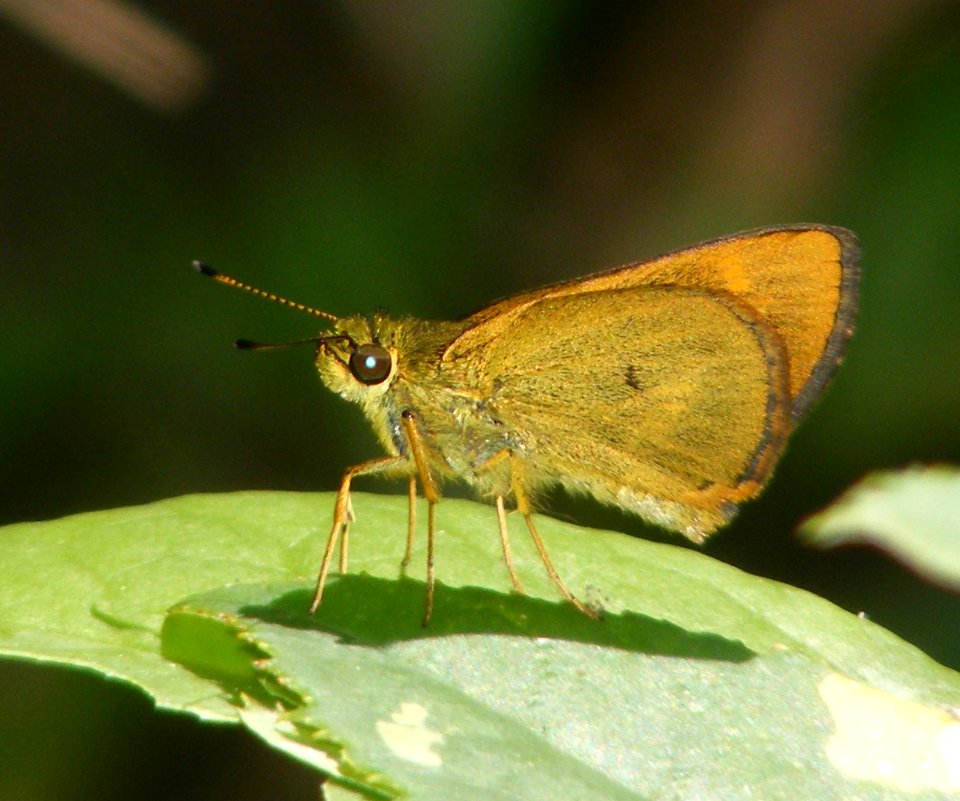 Common Dartlet Oriens goloides(????)
