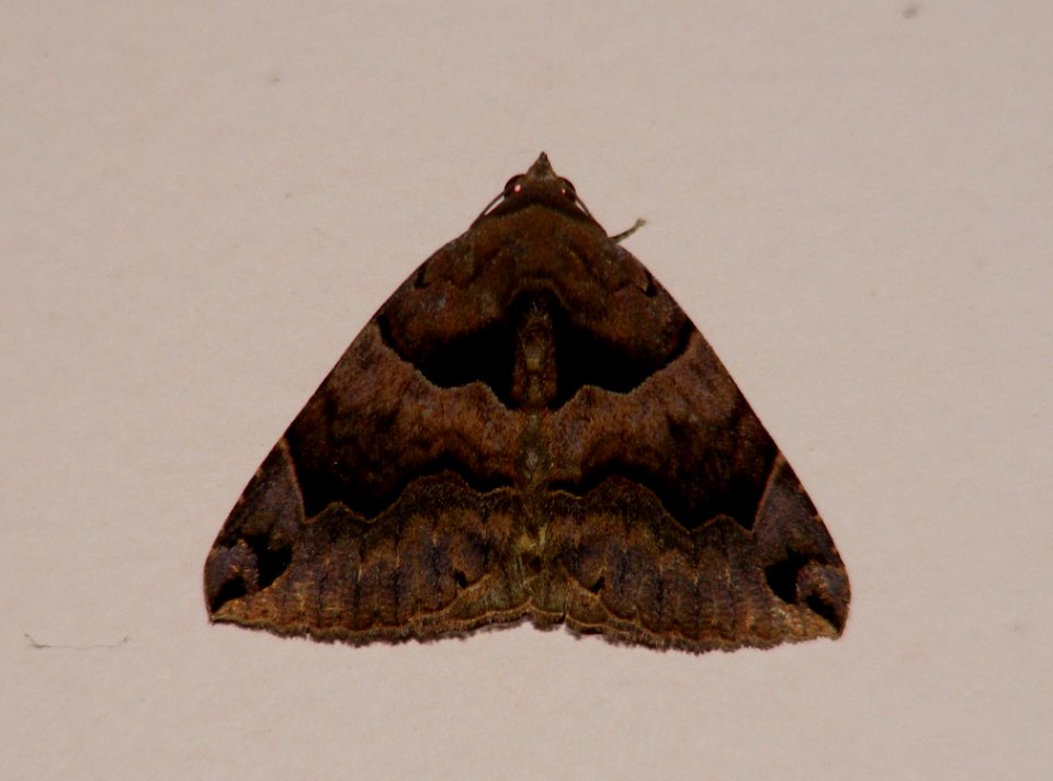 moth Bastilla simillima (Guenée, 1852)