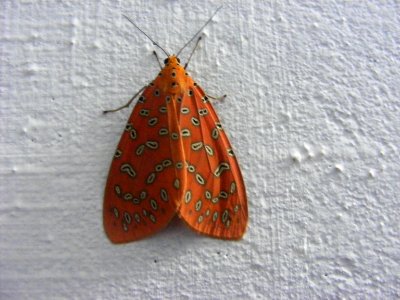 Argina argus, Arctiidae