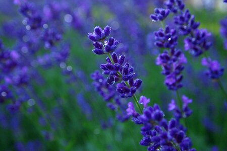 Garden summer blue purple flower photo