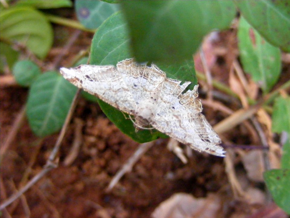 Chiasmia emersaria; Macariini, Ennominae, Geometridae