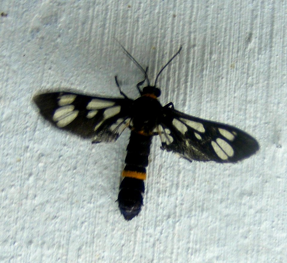 Syntomoides imaon, Arctiidae