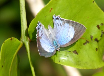 Peacock Royal Tajuria cippus