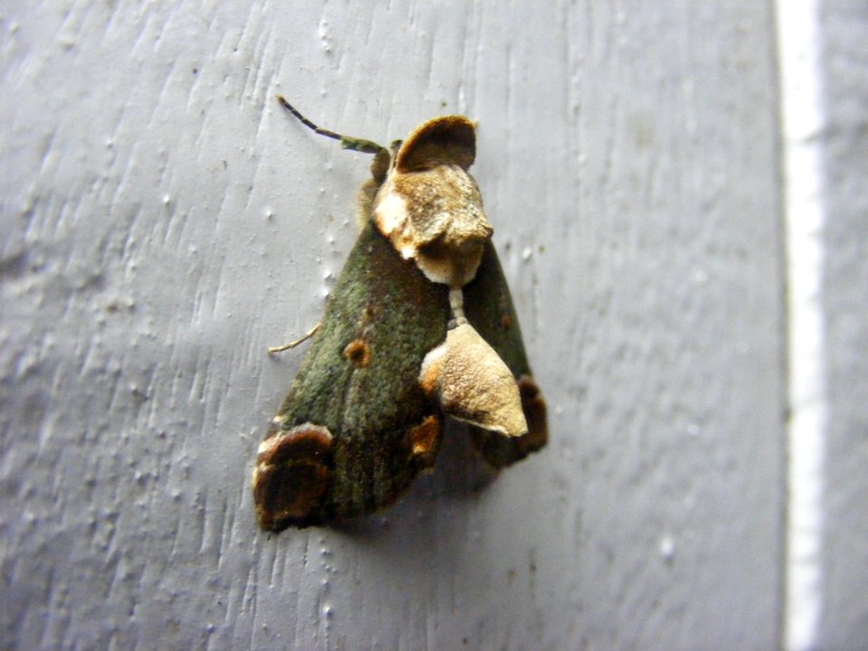 Risoba sp., Nolidae, Risobinae.