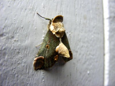 Risoba sp., Nolidae, Risobinae.