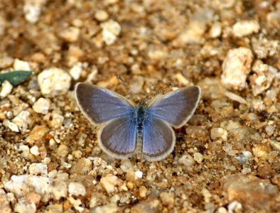 Zizina otis Fabricius, 1787 – Lesser Grass Blue
