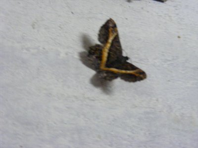 Chiasmia sp., Geometridae, Ennominae, Macariini.