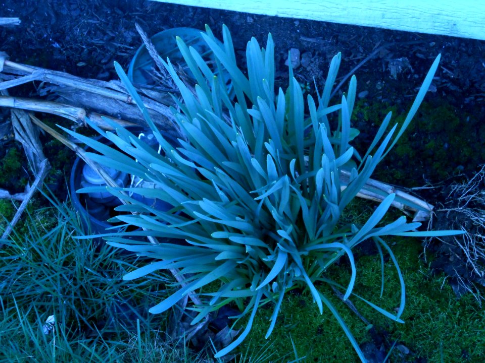 Crocus Plant (2)