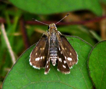 Common Grass Dart Taractrocera maevius photo