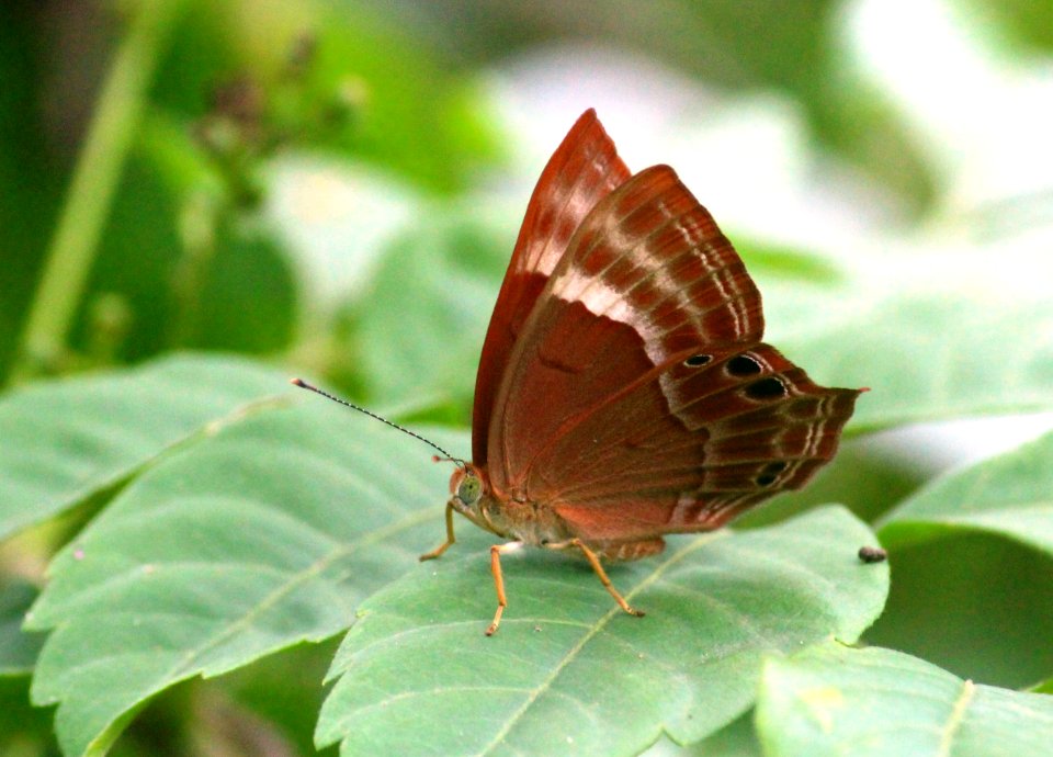 Abisara bifasciata Moore, 1877 – Double-banded Judy