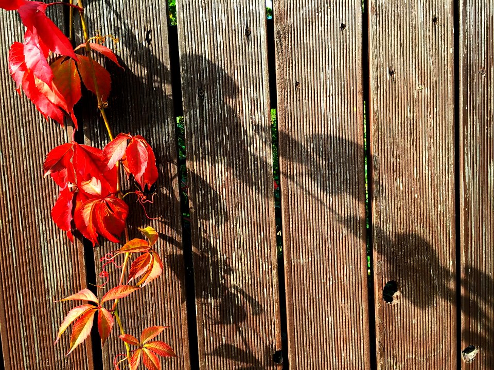 HerbstImpression 161022A