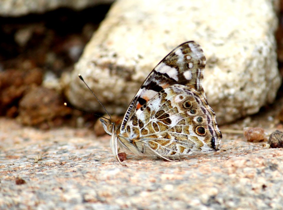 Vanessa cardui Linnaeus, 1758 – Painted Lady