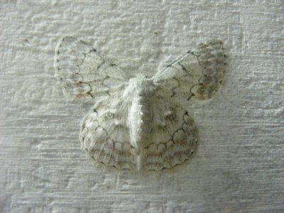 Pingasa sp. (chlora species group) Geometridae, Geometrinae