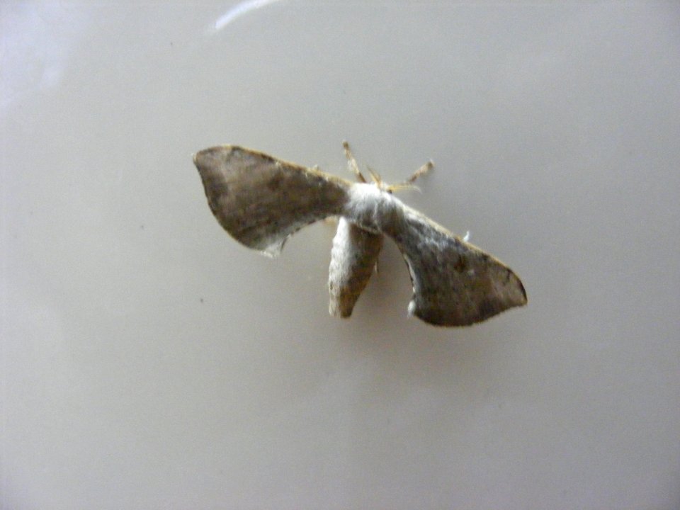Ocinara sp. or Trilocha sp.; Bombycidae