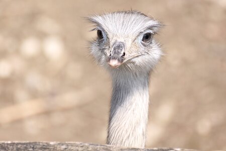 Animal flightless bird zoo