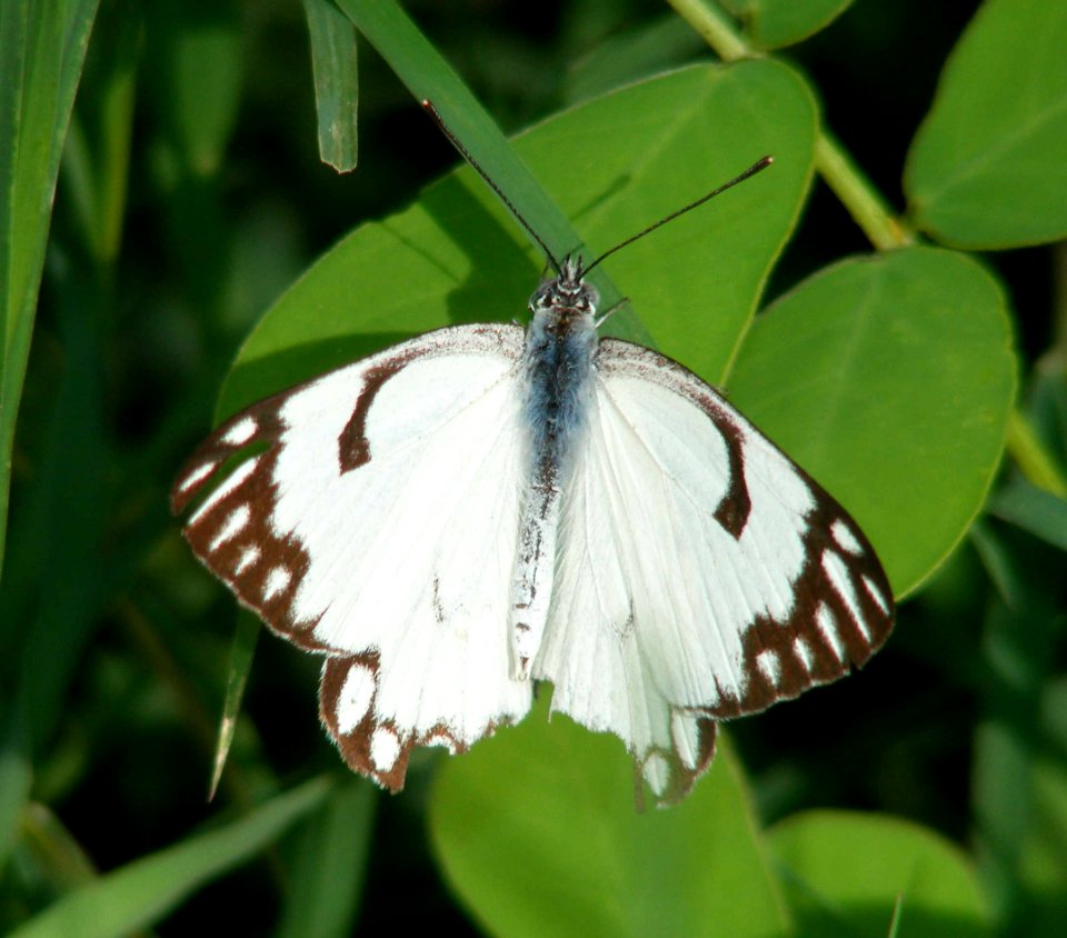 Pioneer Belenois aurota Female photo