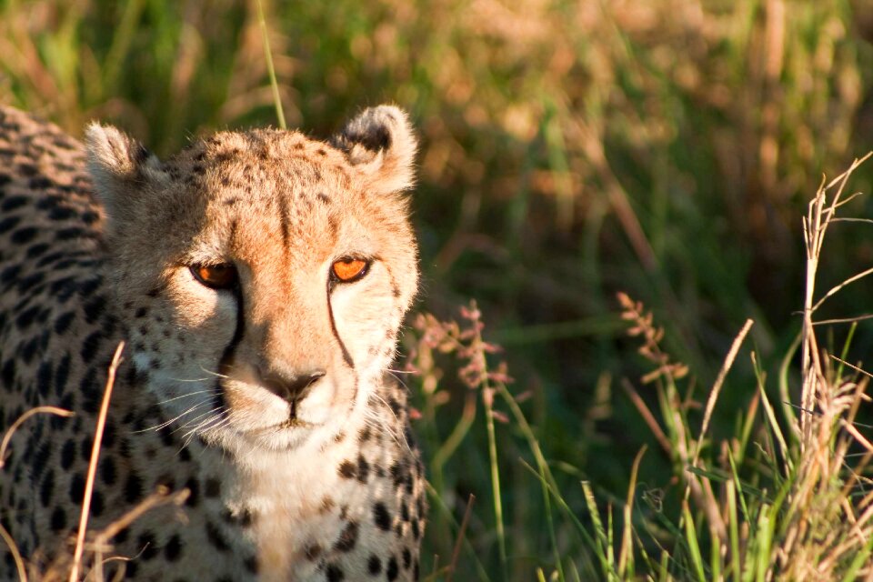 Cat masai mara photo