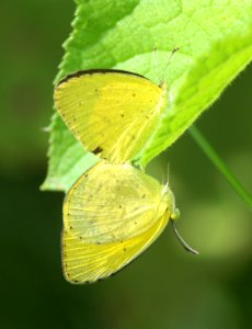 Eurema brigitta Stoll, 1780 – Small Grass Yellow photo