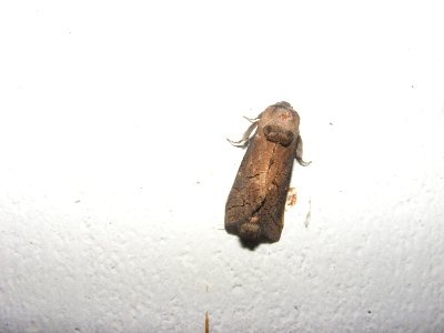 Cossus sp. Cossidae