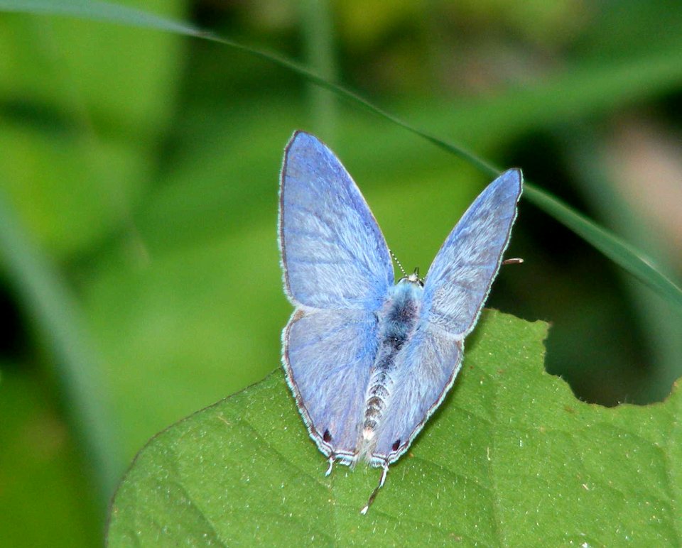 Forget Me Not Catachrysops strabo