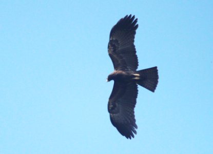 black eagle (Ictinaetus malaiensis) photo