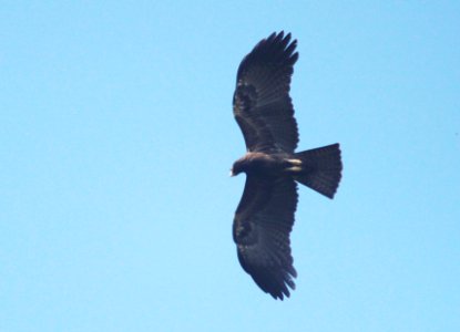 black eagle (Ictinaetus malaiensis)