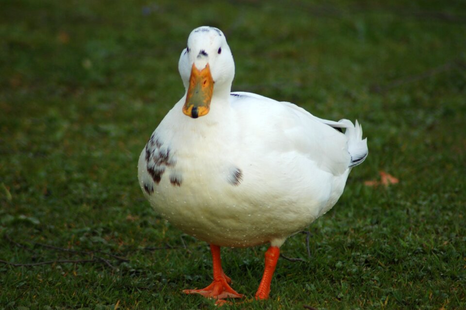 Duck bird animals