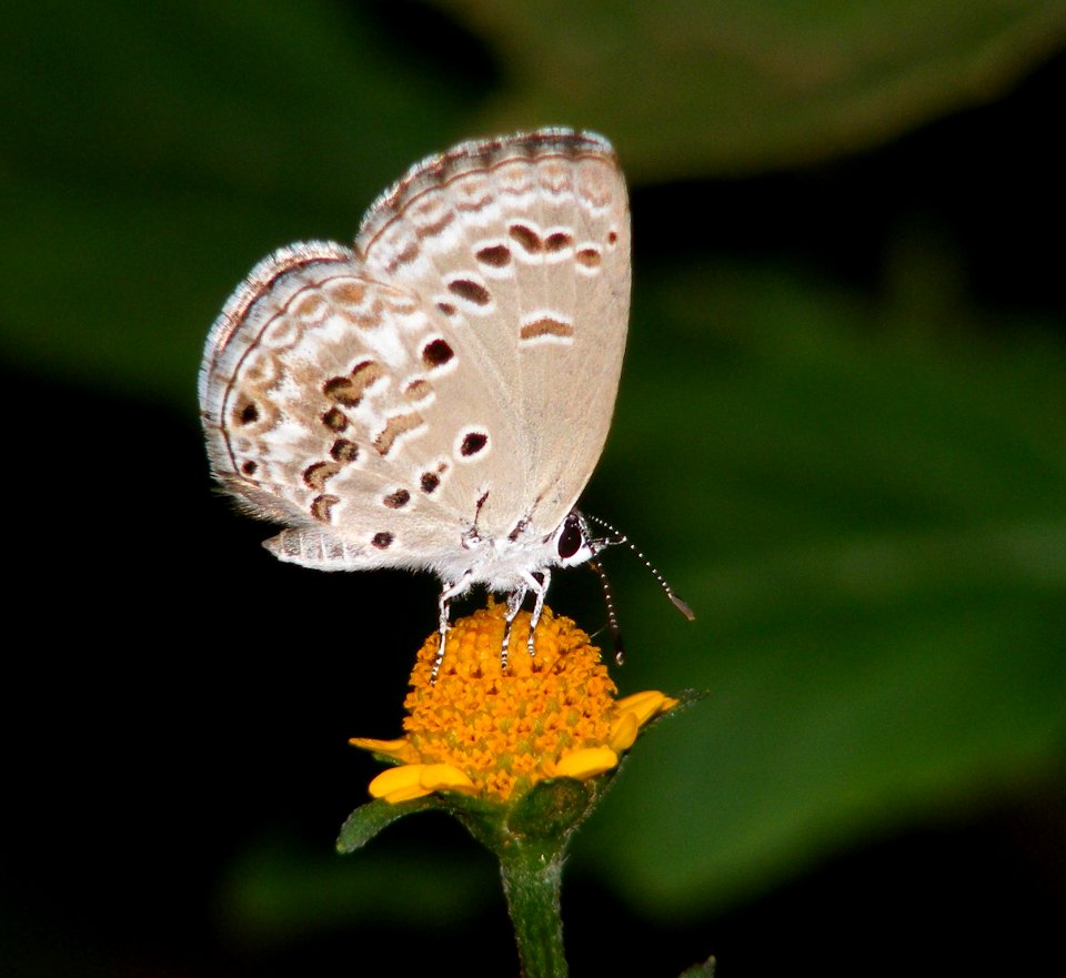 Lime Blue Chilades laius