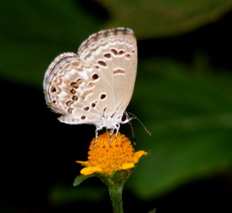 Lime Blue Chilades laius