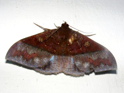 Ischyja hemiphaea