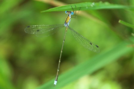 spread wing photo