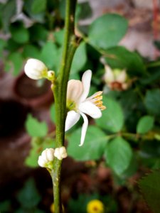 Lemon Citrus photo