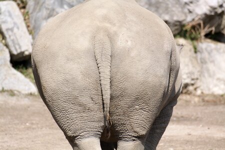 Zoo rear tail