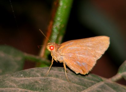 Common Redeye Matapa aria